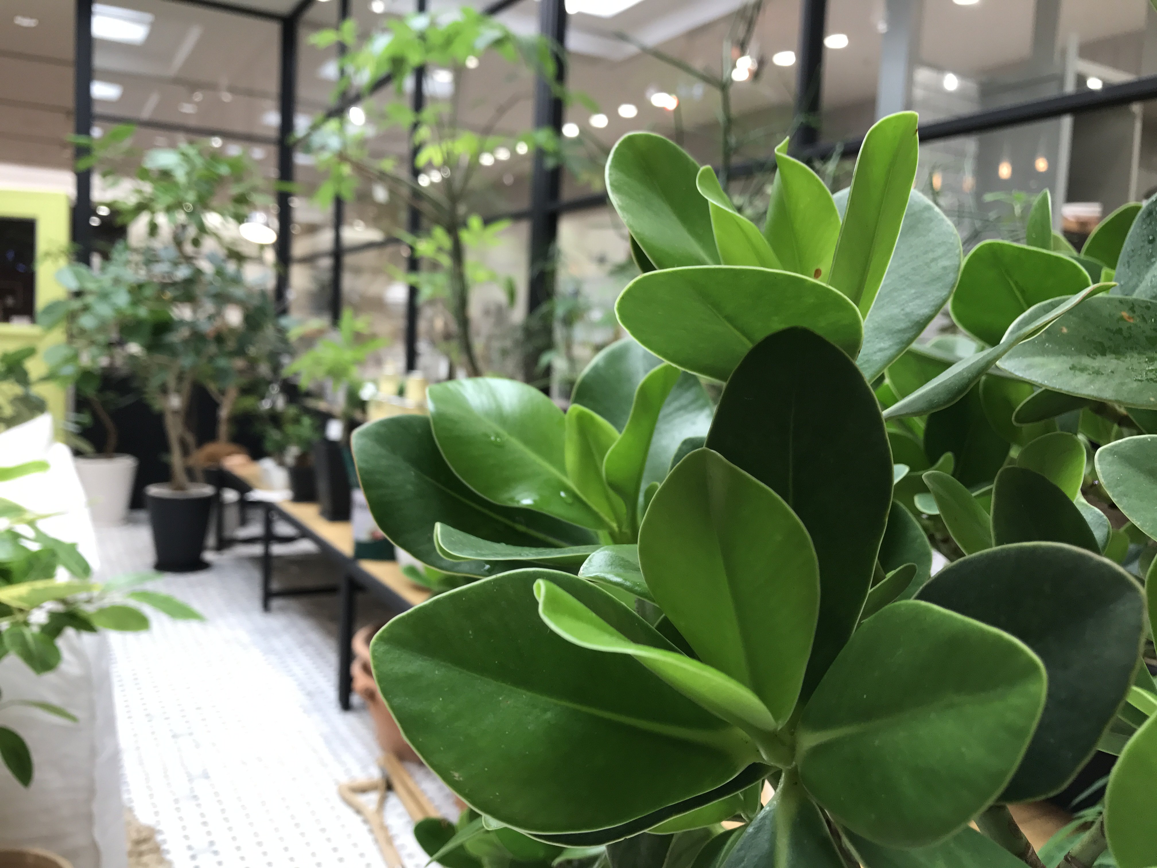 ザ コンランショップ 京都店 新しい植物が多数入荷しております 小さなサイズから大きなサイズまで様々な植物 をご用意しております お部屋に合う観葉植物を是非当店でお探しくださいませ 皆様のご来店お待ちいたしております コンランショップ