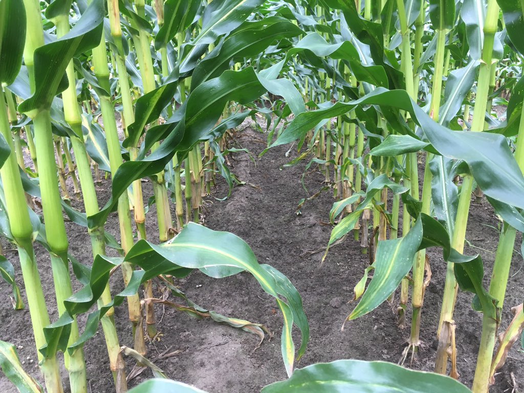 SUwland's tweet image. Demo onkruidbestrijding mais @MOVO-zaden. Ook bij de #oogst2017 een schoon perceel! #Laudis #Capreno #MonsoonActive @BayerCropNL