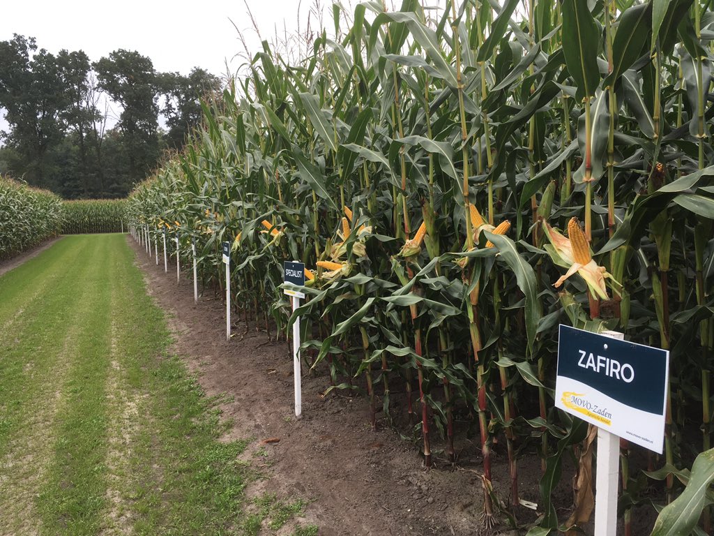 SUwland's tweet image. Demo onkruidbestrijding mais @MOVO-zaden. Ook bij de #oogst2017 een schoon perceel! #Laudis #Capreno #MonsoonActive @BayerCropNL