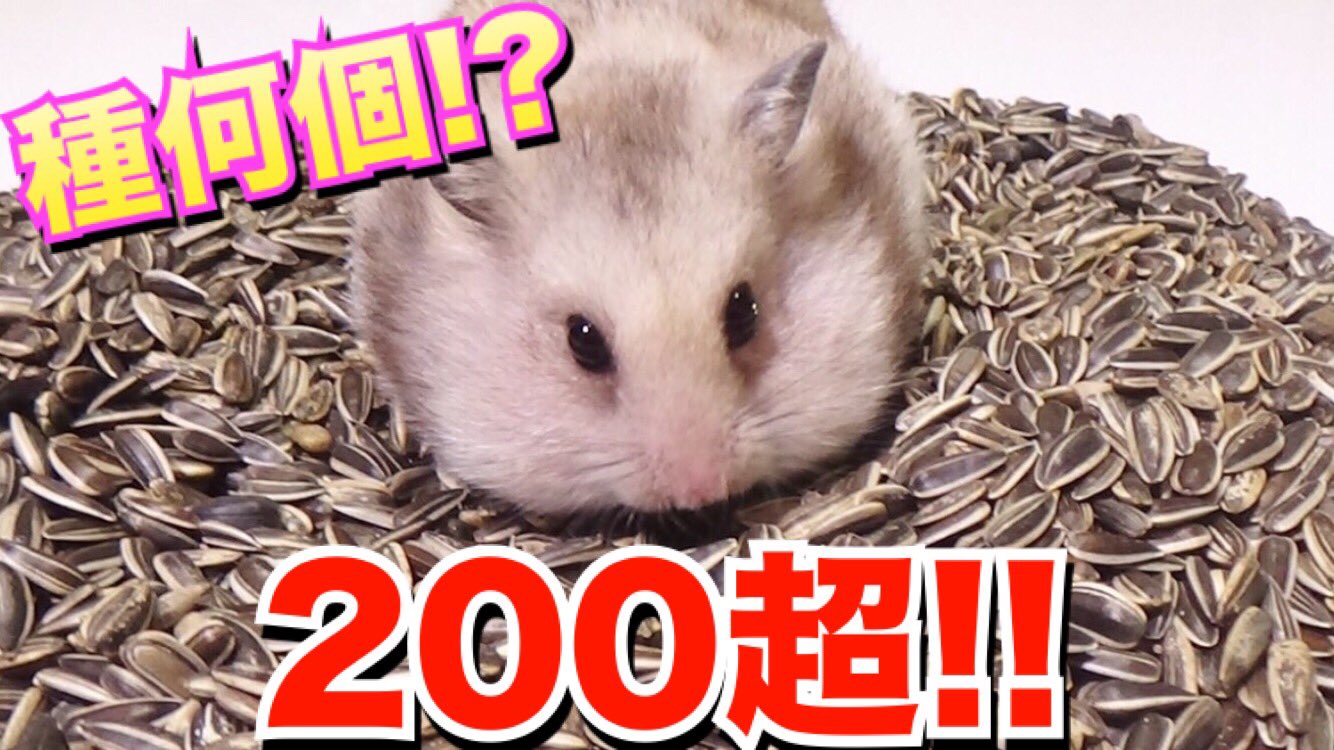 きょんくま Youtuber 今日の動画です ハムスターの大好きなヒマワリのタネ ほっぺに何個入るのか検証しました 予想をはるかに超えてきたw きょんくま ハムスター ぷんちゃん Youtube T Co Lujz6qt1st T Co Vjragbdhfb Twitter