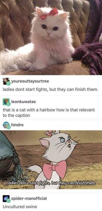 #ladiesdontstartfights but #wefinishthem  #aristocats 😾 https://t.co/ZcZ2k7SkSt<a href="/tag/ladiesdontstartfights"class="tags">#ladiesdontstartfights</a><a href="/tag/wefinishthem"class="tags">#wefinishthem</a><a href="/tag/aristocats"class="tags">#aristocats</a>