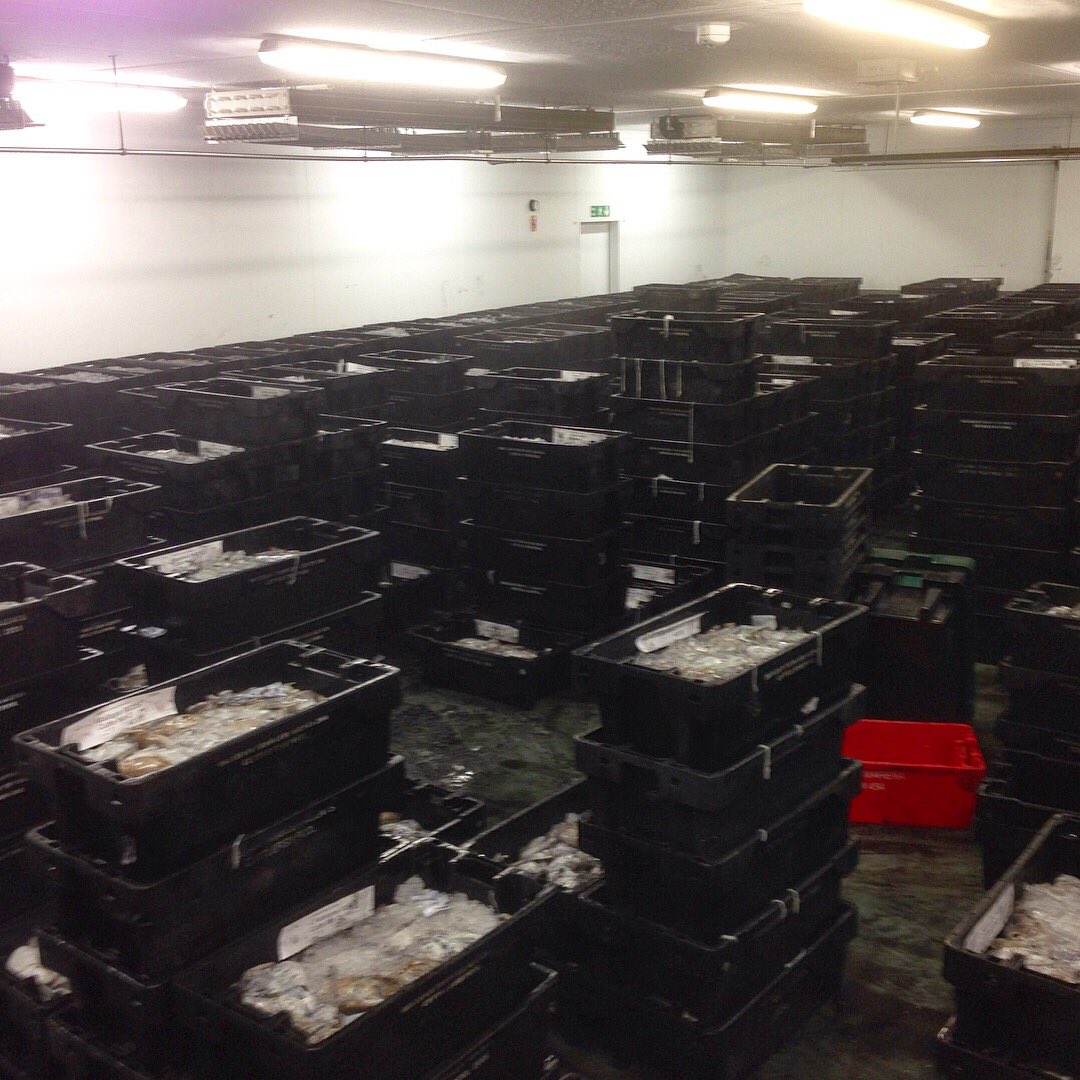 JoshPerkes's tweet photo. Cuttlefish https://t.co/xiUikfdzIm