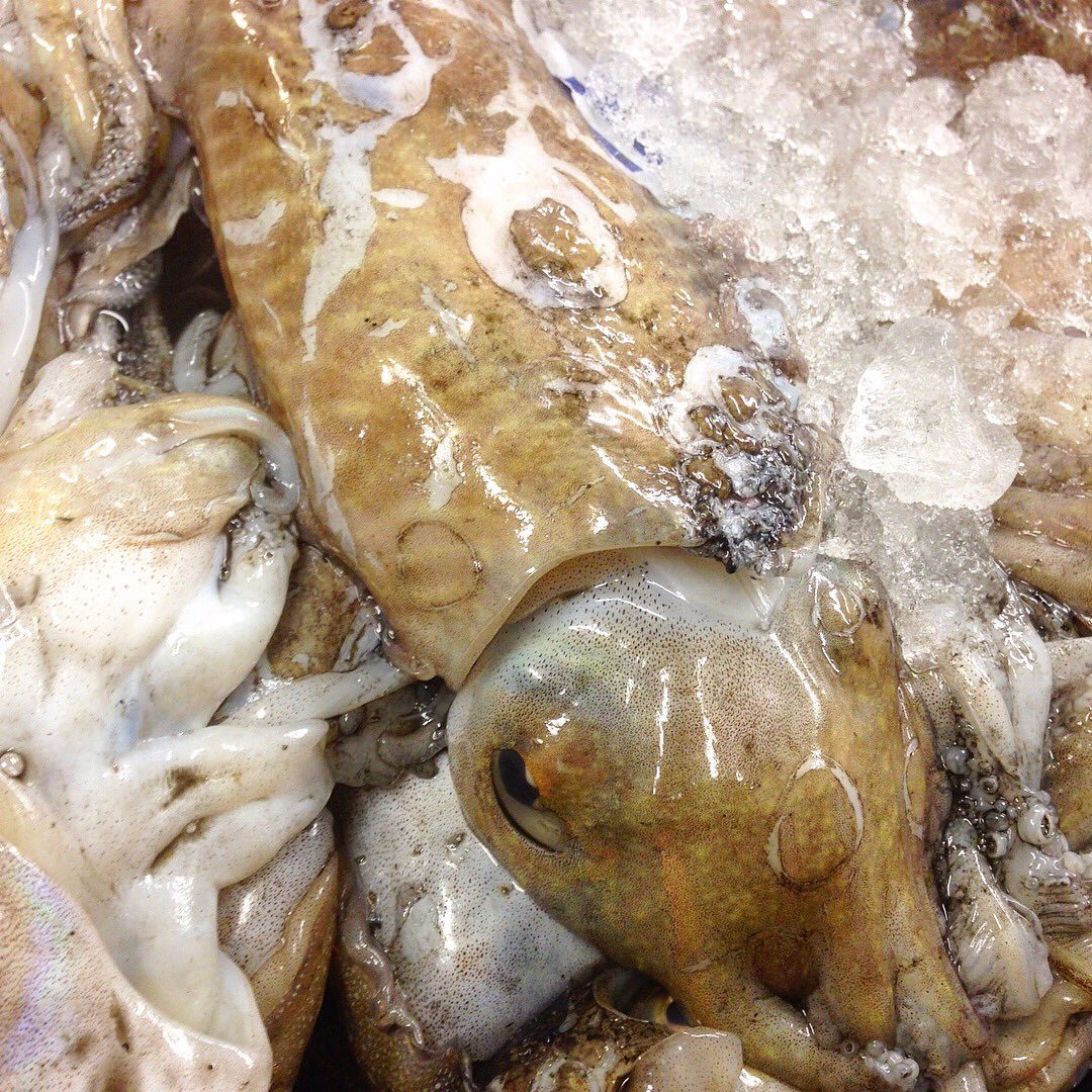 JoshPerkes's tweet photo. Cuttlefish https://t.co/xiUikfdzIm