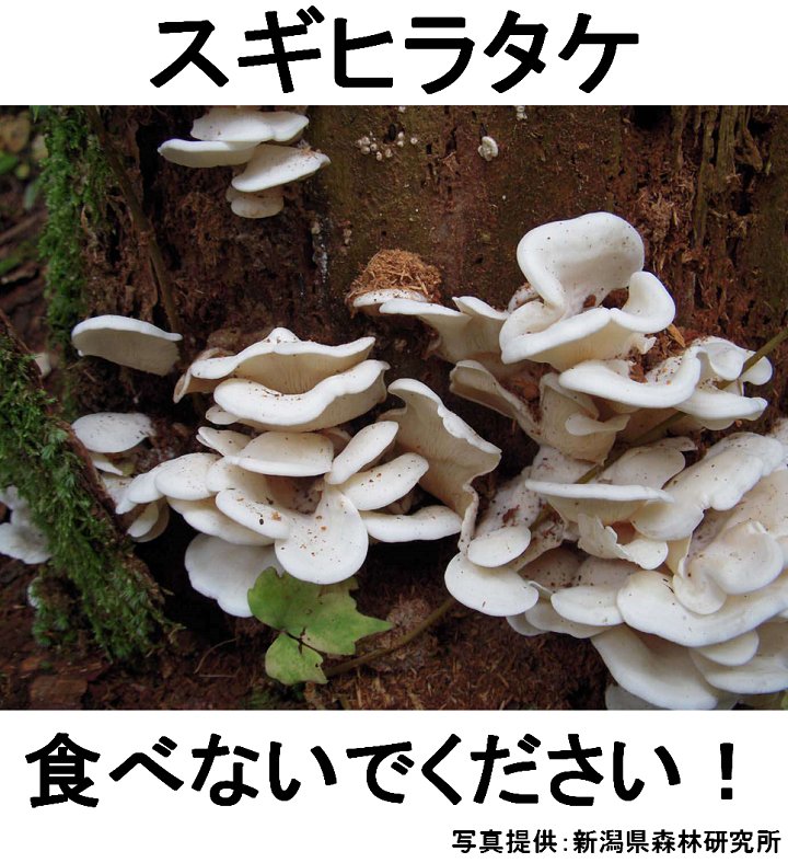 農林水産省 お知らせ 毒きのこに注意 スギヒラタケは 急性脳症のおそれがあるので絶対に食べないでください これ以外にも 食べられるかどうか疑わしい野生きのこは 採らない 食べない 売らない 人にあげないようにしてください 詳細はこちら