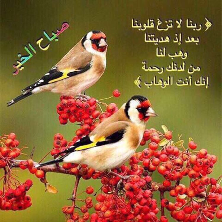 نمر العالي (@nm44tt) on Twitter photo 