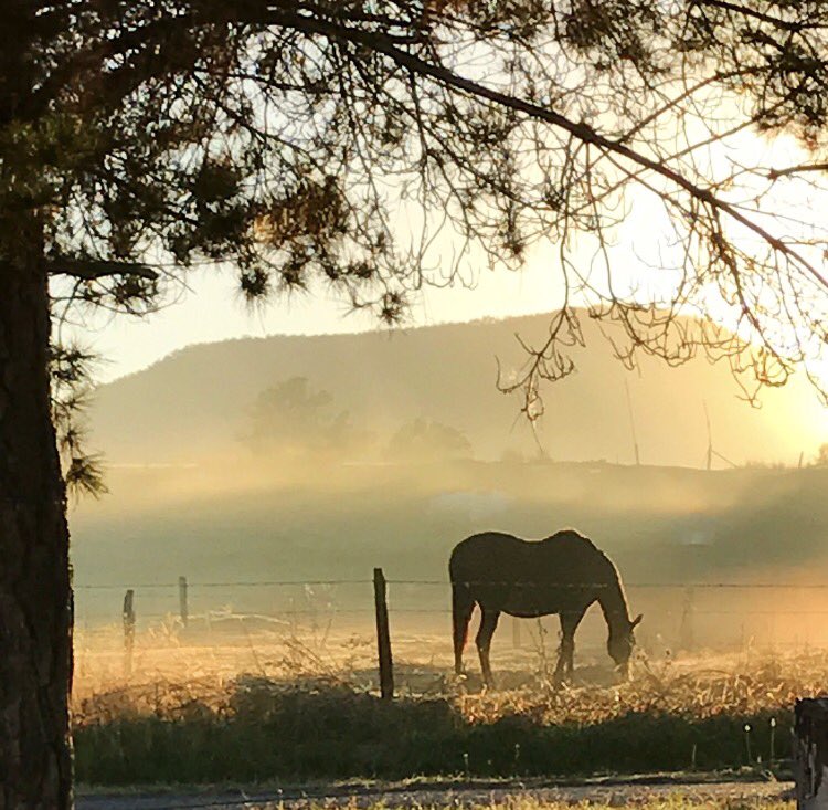 JasmineHudson2's tweet photo. Morning views 🐎🍃 https://t.co/lBxibb0kHU