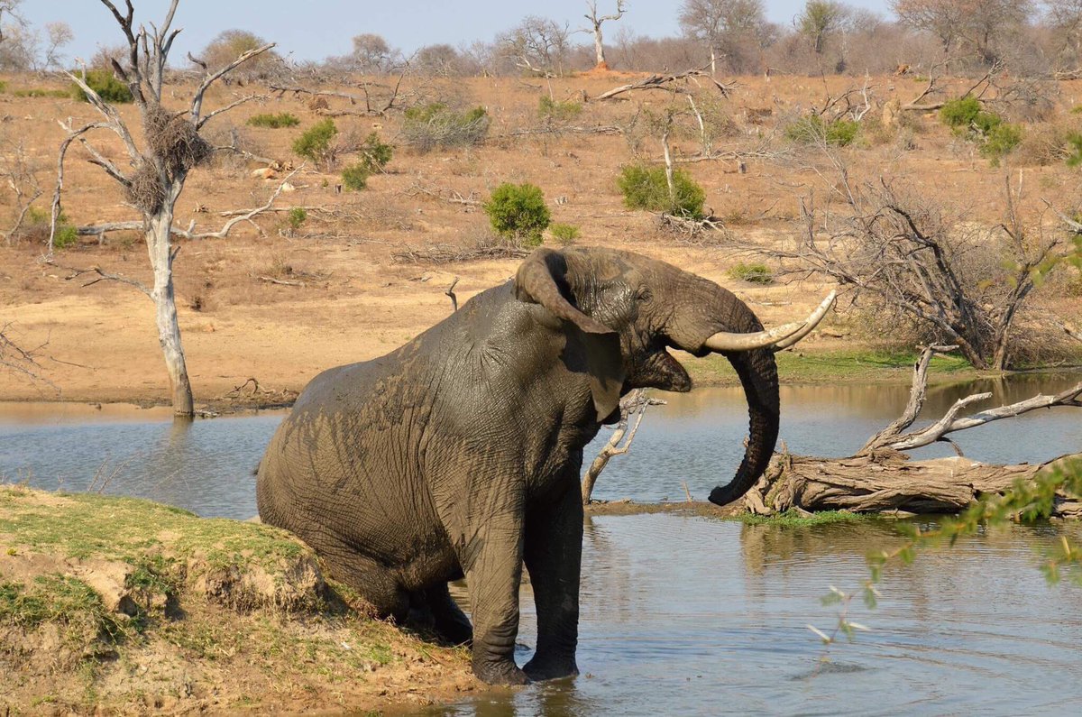 october_farm's tweet photo. A smiling elephant to brighten up a Tuesday morning 🐘#throughtheears #waitalittle #horsebacksafari #AfricanBig5 https://t.co/6X3DFhfJo0
