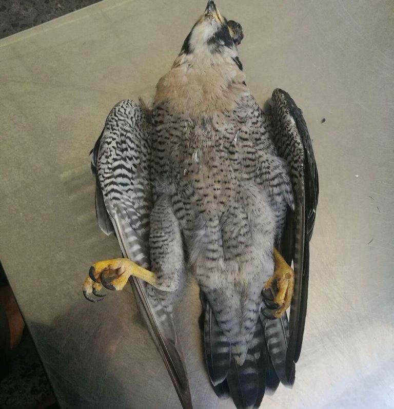 Stop hunting #raptors at the Strait of Messina! Thanks to #cabs for their anti-poaching effort! strettoweb.com/2017/09/reggio…