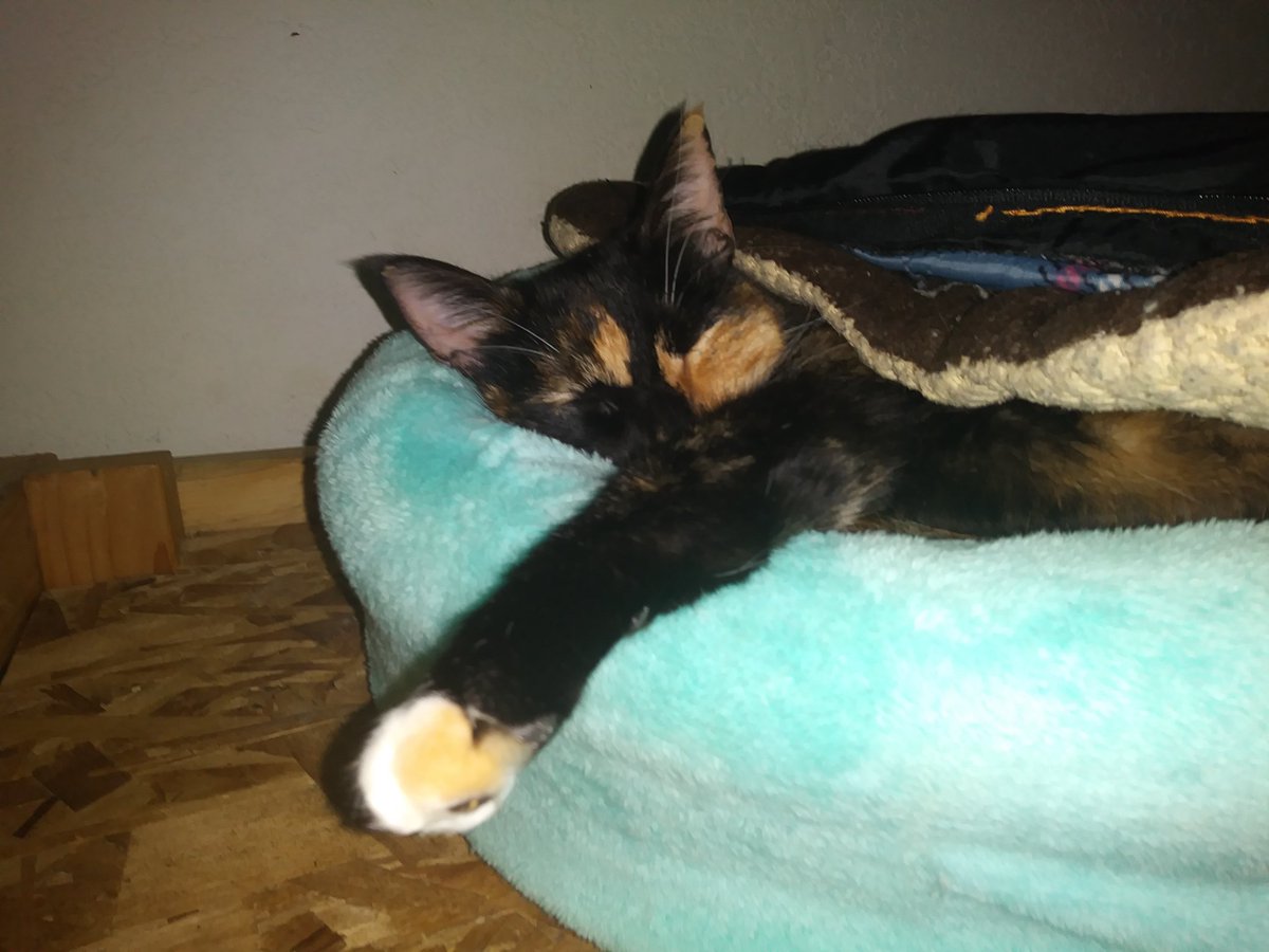 TheLifeOf3Cats's tweet photo. Gnight from Kira https://t.co/2OVFwbdqKB