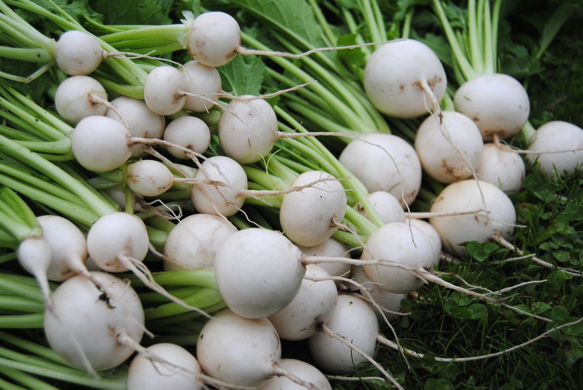 edicityacres's tweet photo. Gorgeous crop of Tokyo turnips. So sweet, mild, crunchy, juicy, a real treat in the salad bowl. Grown the no dig way! @charlesdowding https://t.co/UecVlvR5h5