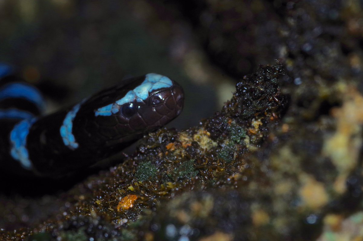 ヒロオウミヘビ。どう足掻いても作り出せないこの「青」。これでいて一