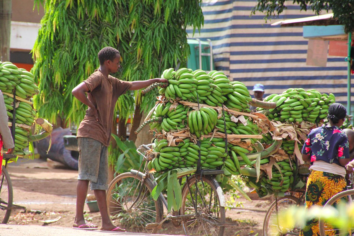 Lemasani's tweet photo. Bananas for bananas! 

#mtowambu #manyara #banana #ndizi #matoke #heavyload #culture #lemasanisafari #photography #exploretanzania https://t.co/WERBUp7KES