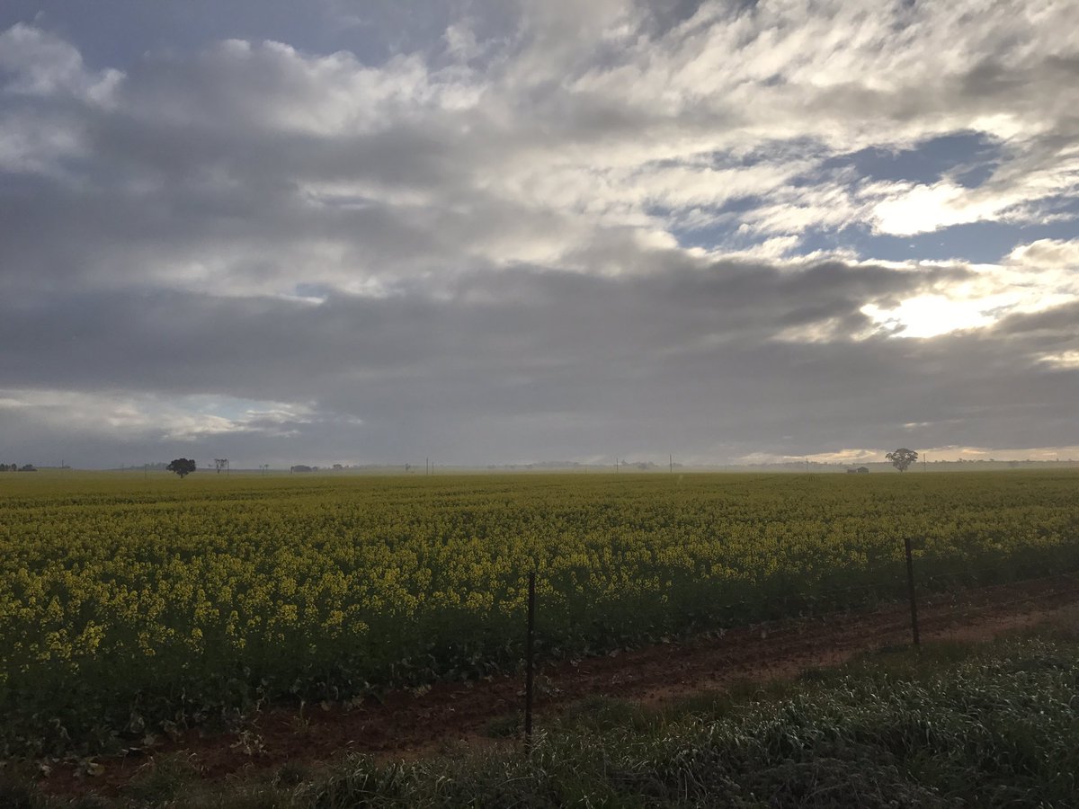 Bit of a shower on #canola near #Temora. Keep it coming! <a href="/RivAgNetwork/">Riverina Ag Network</a> #riverina