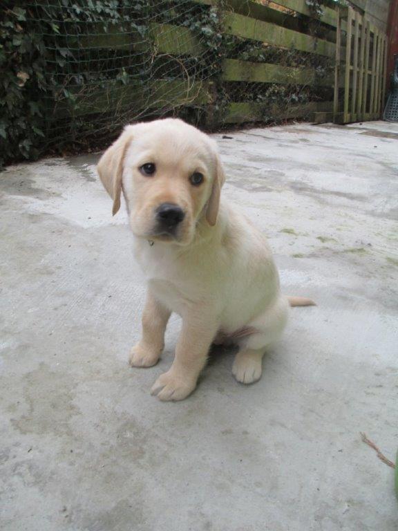 guidedogseast's tweet photo. We urgently need Puppy Walkers in #Peterborough and #Cambridge Ideally suit someone who doesn't work.  Can you help? Call us on 03451430223 https://t.co/uKOk3Ngp35