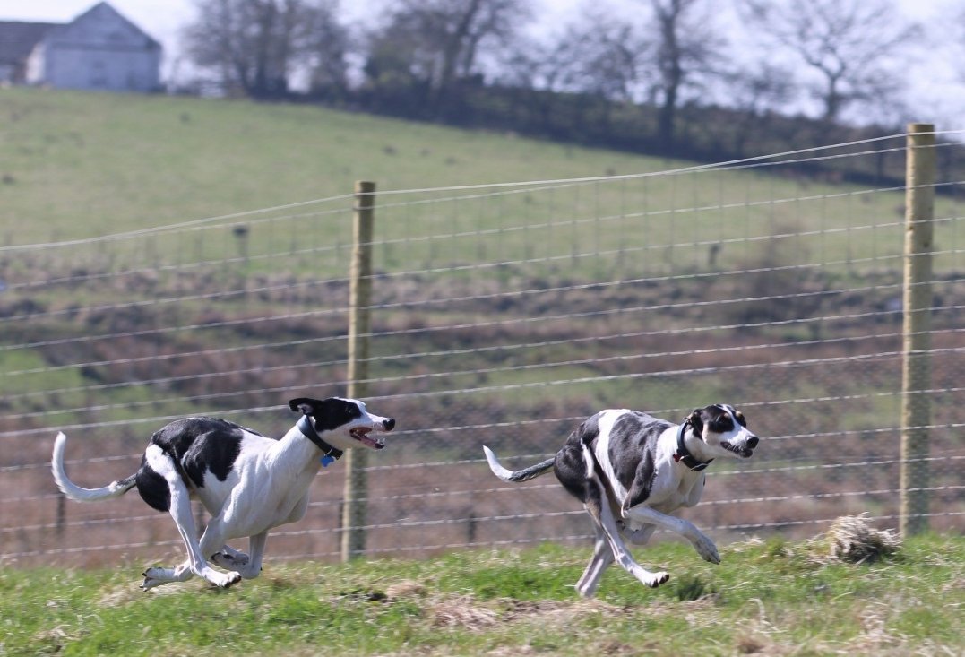 kennykerr71's tweet photo. @LOZZISTEVENS @ad_I_am They're a big pair too 😉 #hoverdogs https://t.co/e6J6wEMc2Y