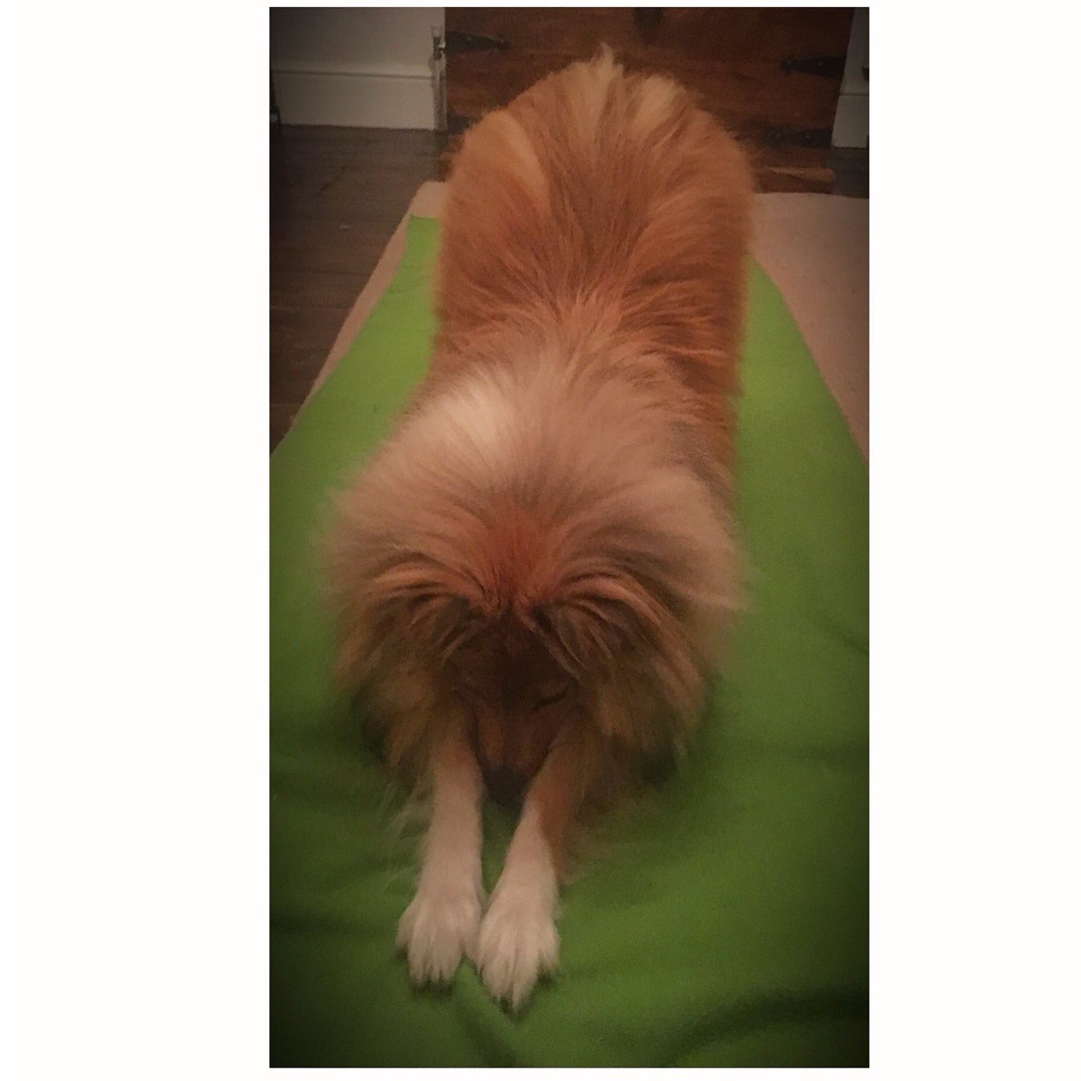 SchubertSheltie's tweet photo. Just discovered I can yoga!🐾

#yoga 
#dogsdoinggyoga https://t.co/SBPB8uChbr