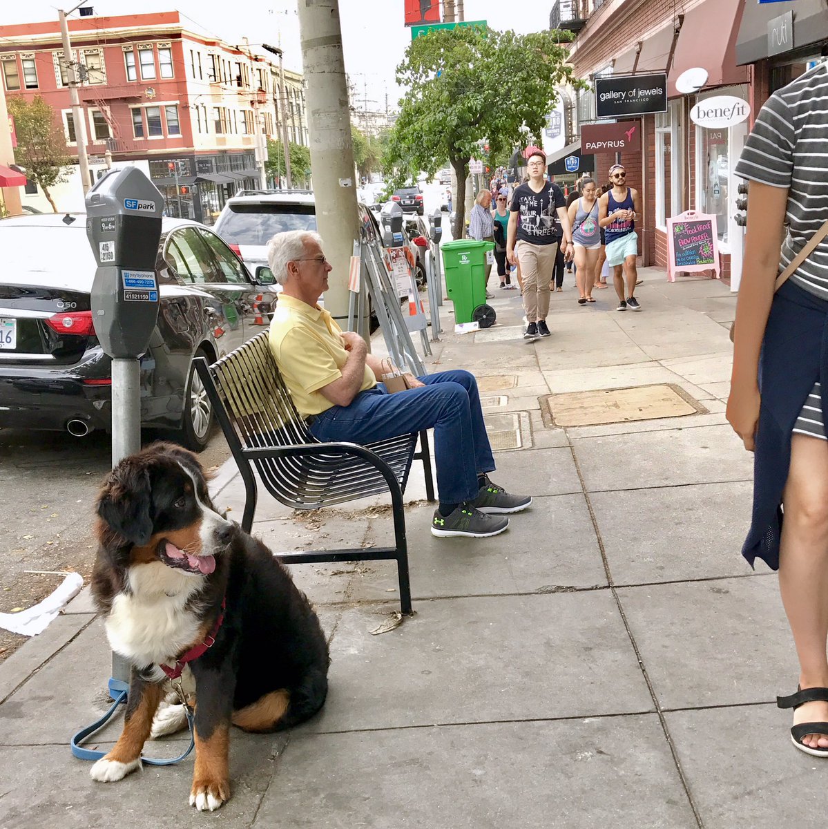 ivanjonloh's tweet photo. Today is my lucky day! I really don't see many of these big fellas on the street. What a treat! 👍🏼 #dogwatch #SanFrancisco #PetWidget https://t.co/iourwFNw44