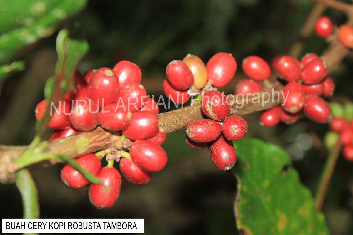 Ompu_Coffee's tweet photo. #Kopi #Kopinusatara #IGkopiTambora #ompuCoffee #robustaTambora #kopikita #kopihitam #kopitubruk #desatambora #dusunpancasila #IG https://t.co/bkRcRxP40Q