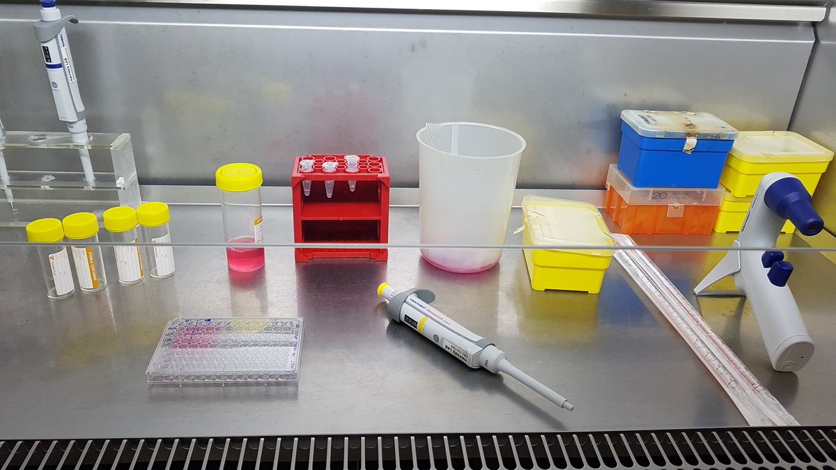 _OrnellaR's tweet photo. Happy cells = Happy scientist. Day 1 of experiment is a go! #labtweets https://t.co/vIUKfNSA7X