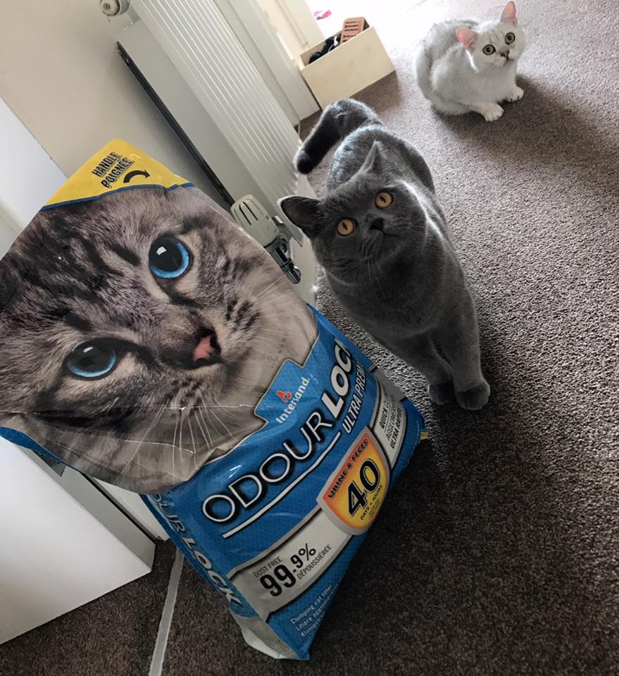 IntersandUK's tweet photo. Here's Bilbo & Django with their Odourlock prize! We hope you enjoy using it ๐ #happycats #Intersand https://t.co/KfmNivWpsT