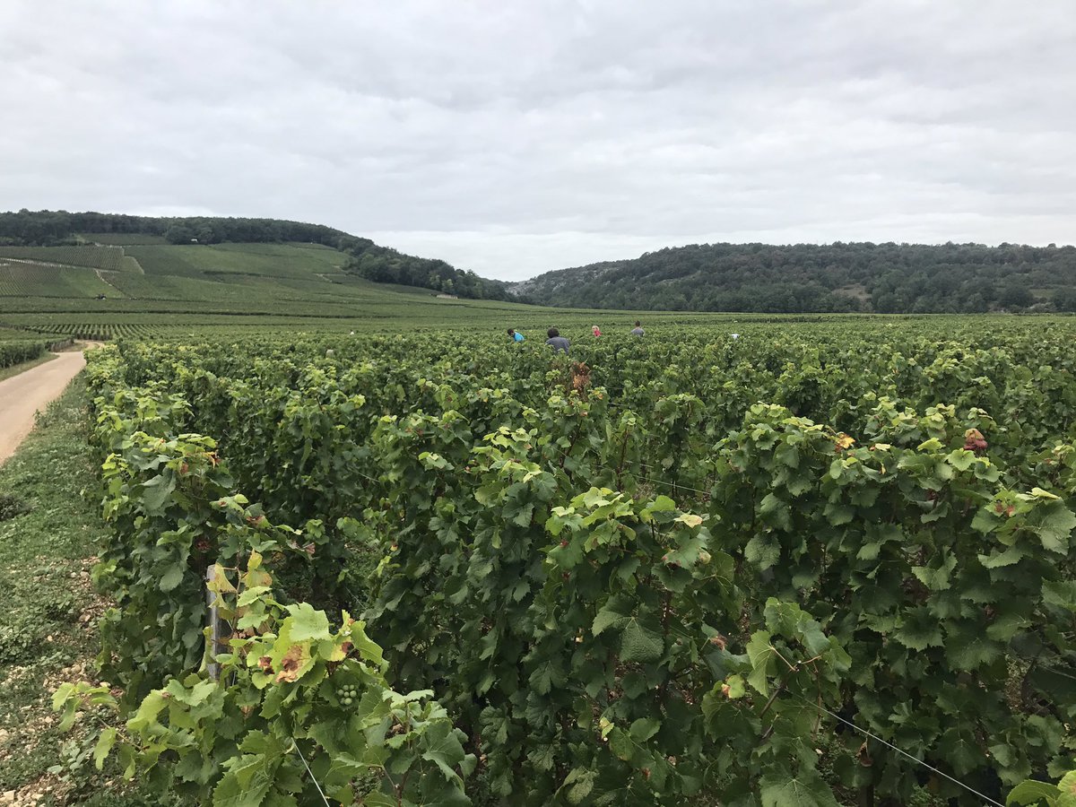 Vendanges dans les Grands Echezeaux ce matin. Matière superbe.