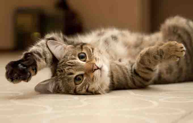 Protected_Life's tweet photo. September is "Happy Cat month" remember to plan for them in your Will or Letter of wishes. https://t.co/BfK0A5Egow
