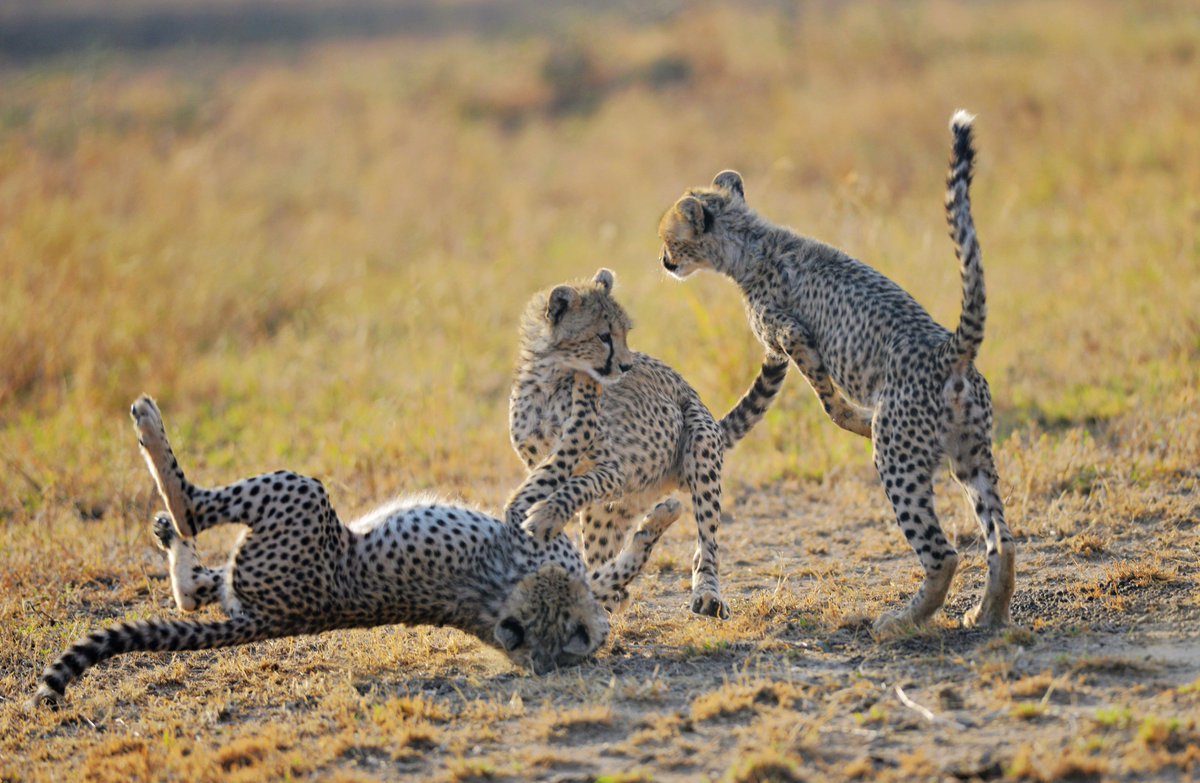"Serengeti Big Cats, it's break time, little Cheetah's dance"
#africansafari #serengetinationalpark #Tanzaniasafari #solotravel #groupsafari