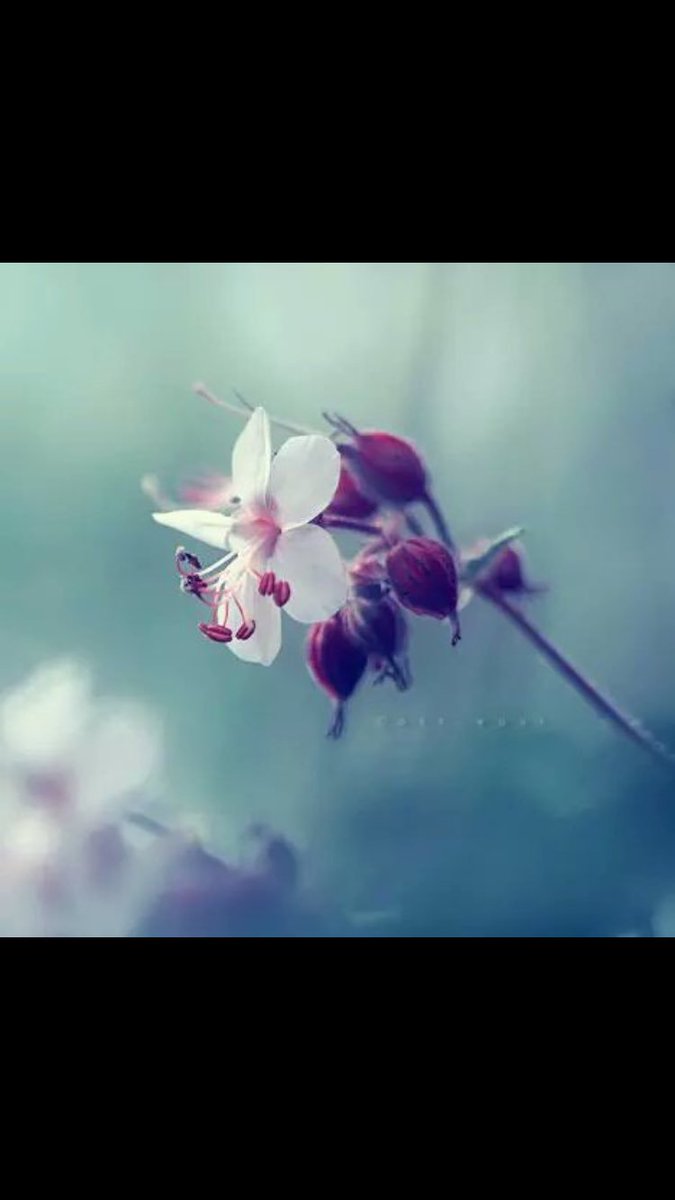 그 고운 눈으로
남의 허물을 보지 말고
남의 좋은점을 보세요

그 고운 입으로
남을 험담하는데 쓰지말고
남을 칭찬하는데 쓰세요

그 고운 손으로
남을 피해주는데 사용하지말고
남을 돕는일에 사용하세요

예쁜 마음의 눈으로 바라보면
예쁜 세상이 펼쳐집니다