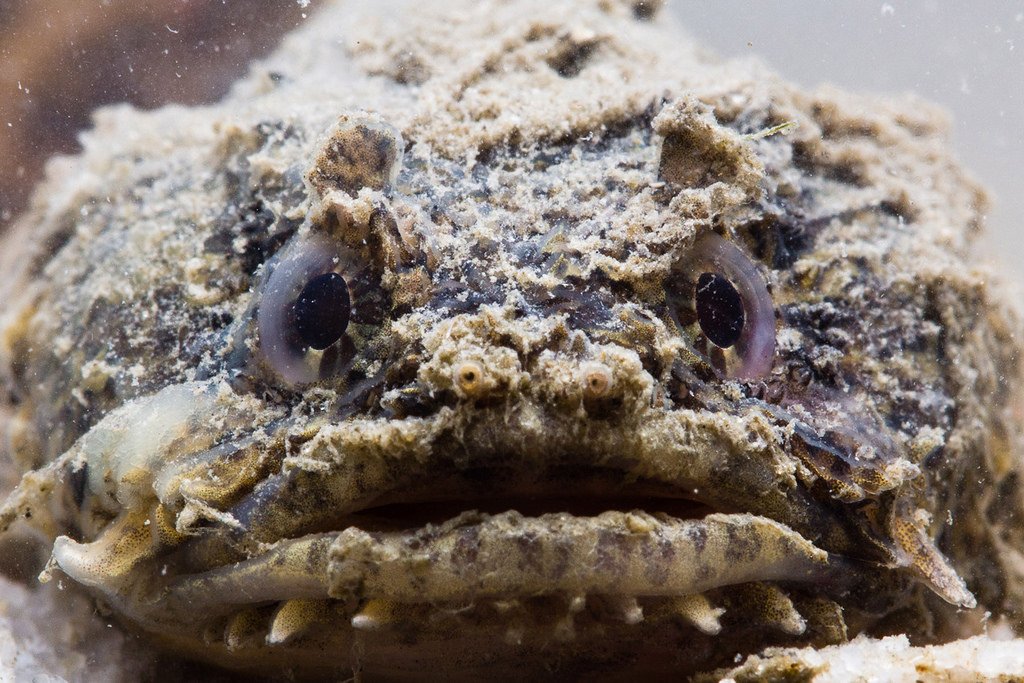 SRMS_Science's tweet photo. It's #ToadfishTuesday! Because even not-cute animals deserve some time in the limelight. https://t.co/FjaZqXb9JQ #ChesapeakeBay https://t.co/fpUVz2qqPE