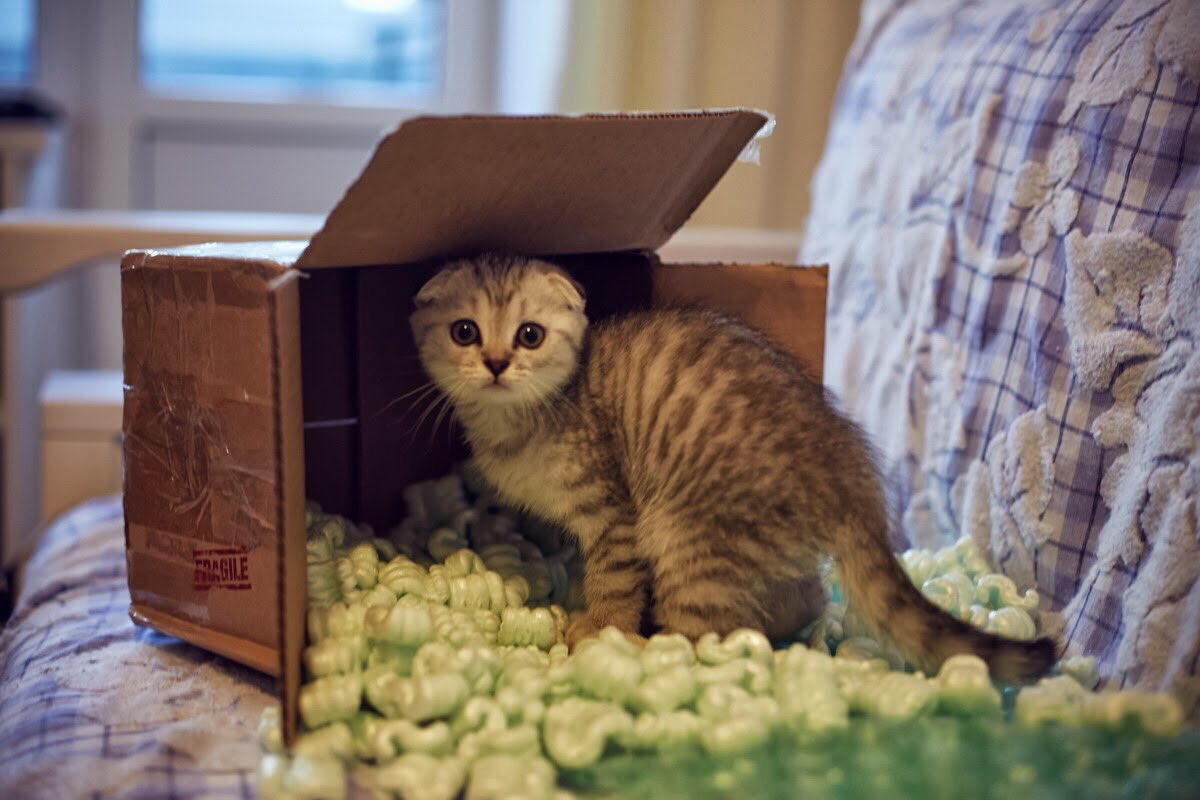 slicer256's tweet photo. Kittens Haven @catsofinstagram https://t.co/W00Sk9Op4X