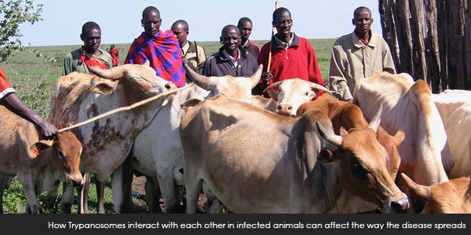 Study shows sleeping sickness parasite ‘social behaviour’ could affect how disease spreads <a href="/KeithRMatthews/">Keith Matthews</a> <a href="/SBSatEd/">Biological Sciences | University of Edinburgh</a> eid.ed.ac.uk/news/new-study…