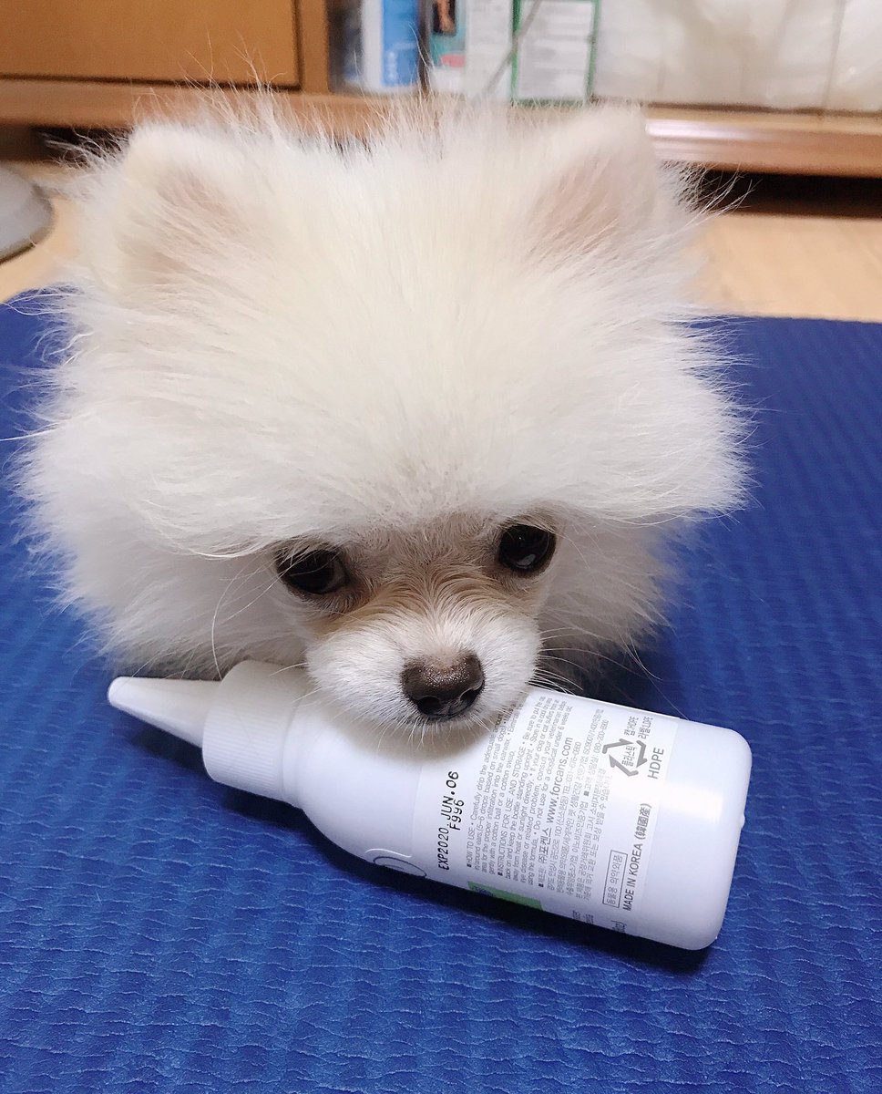 cloud170503's tweet photo. 귀청소하자니까 베고 누워벌임.. 울보 https://t.co/jPuBmfGpF3