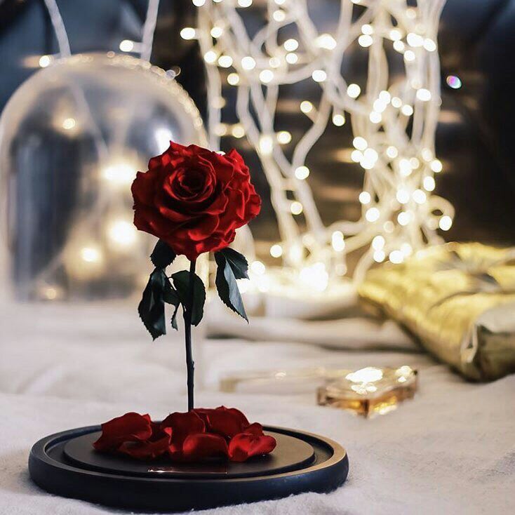 eabd31's tweet photo. ❥..  

" كن شيئاً جميل ، فالجميل لا ينسى 🕊

🌹 ••┈❦┈┈• •❥ https://t.co/z5sHnMrMqc