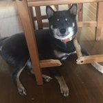 可愛い顔して破壊しちゃったwいつから椅子の部分かじってたのw