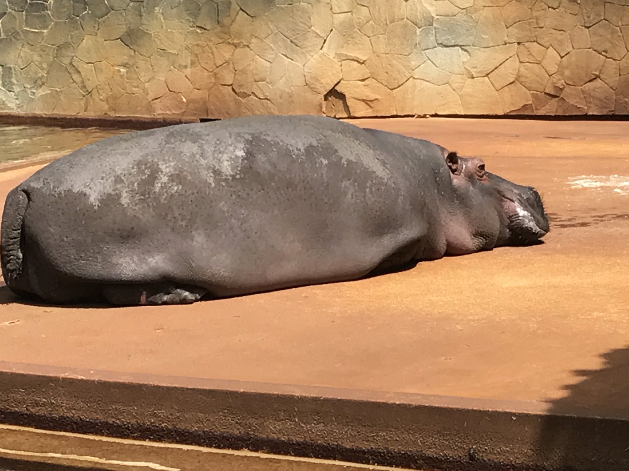 昼寝するフェリックス父さん カリフォルニアアシカ | 今日は誰と