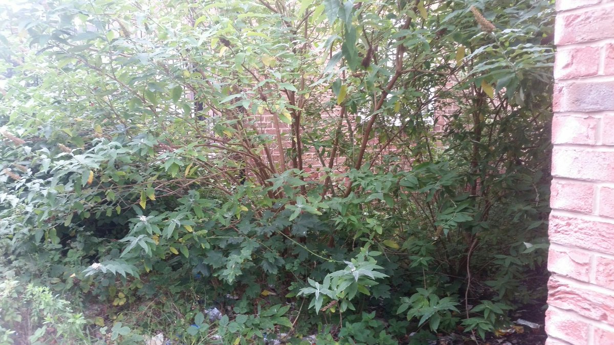 Some before pictures. Well done to everyone that took part <a href="/WHRegion6/">Region 6</a> <a href="/salisburyabc/">Salisbury ABC</a> <a href="/WHCloseToHome/">William Hill CTH</a>  #inthecommunity