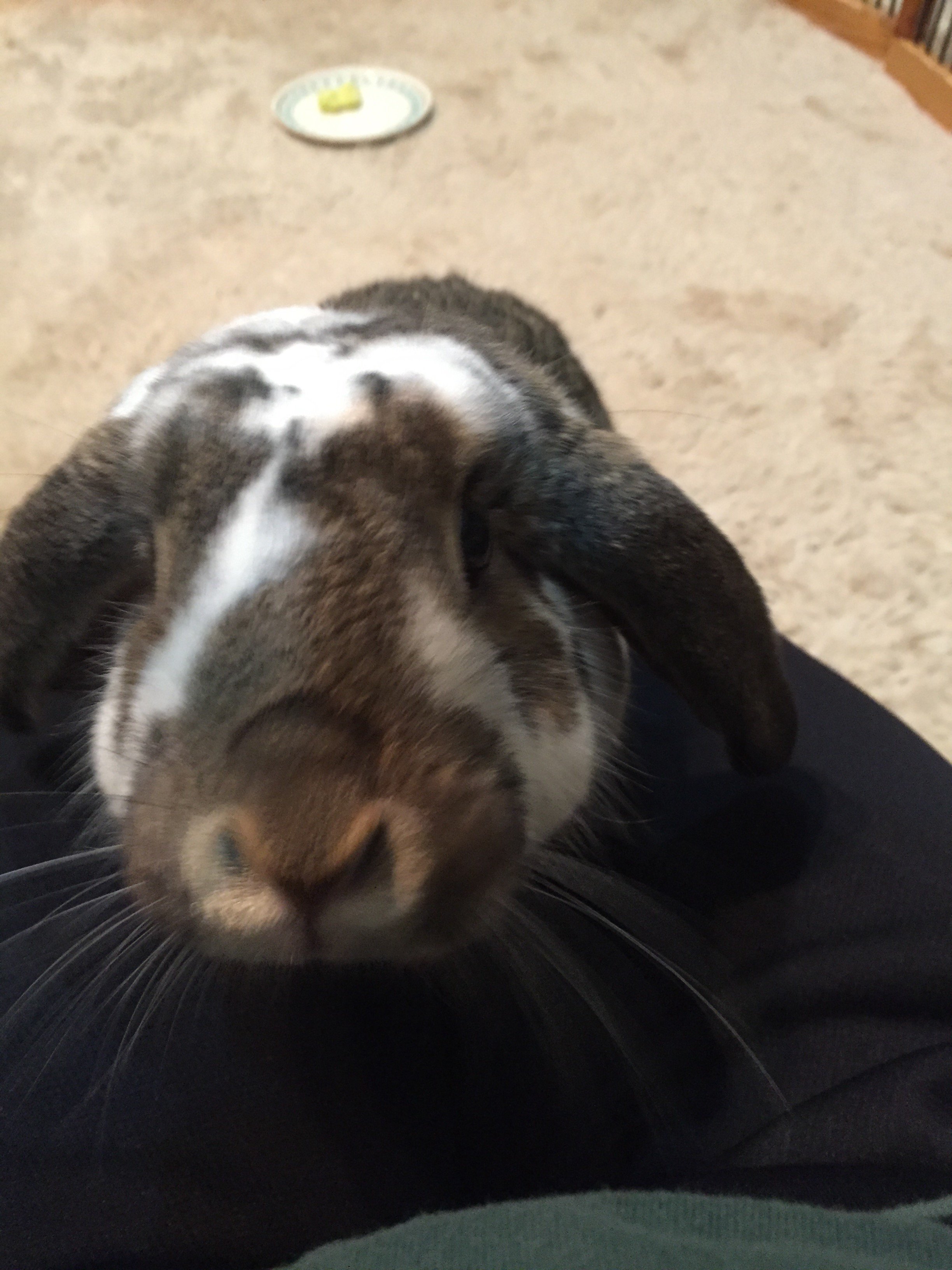 ノッポさん𓃹 ｳｻﾁｬﾝ 超ビビリで全く懐かず飼い主泣かせだった ちび 根気よく愛情注いだ結果 今では甘えっ子ちゃんになってくれました うさぎが懐かないと困ってる飼い主さん 絶対にあきらめないでね 愛兎に時間を作りましょう うさぎ なつか
