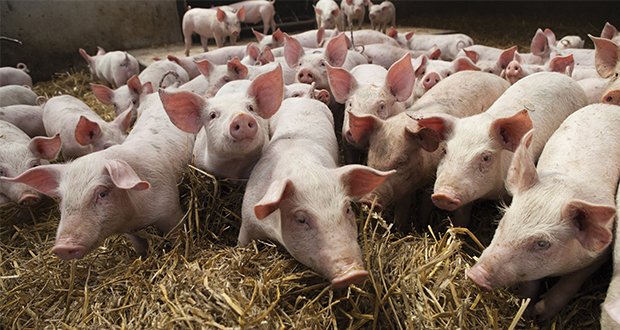 SprayFoam_Mag's tweet photo. Everyone loves bacon, right? But have you ever thought about how SPF can help raise our piggy friends? Find out now! https://t.co/IAMUd3PhhG https://t.co/0db0uLwbfA