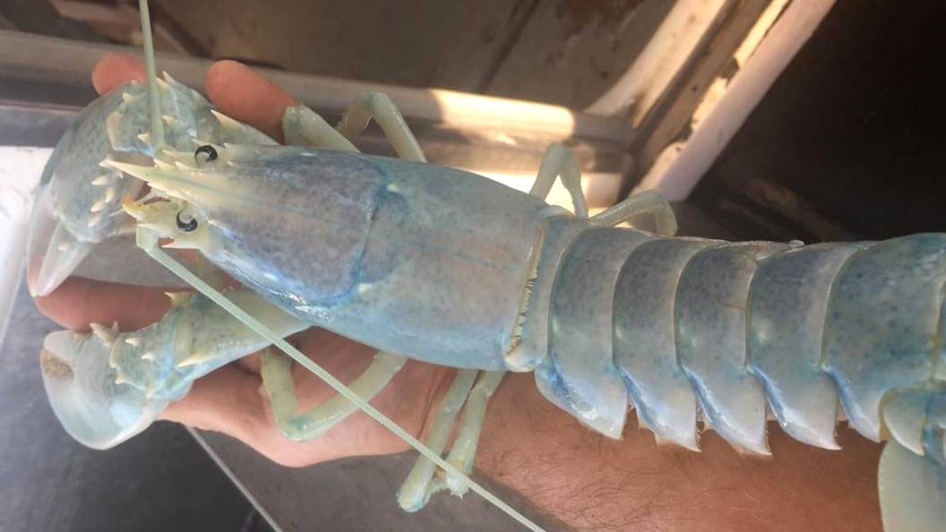 Bobdylaninventedhiphopfoundation On Twitter Aren T Lobsters