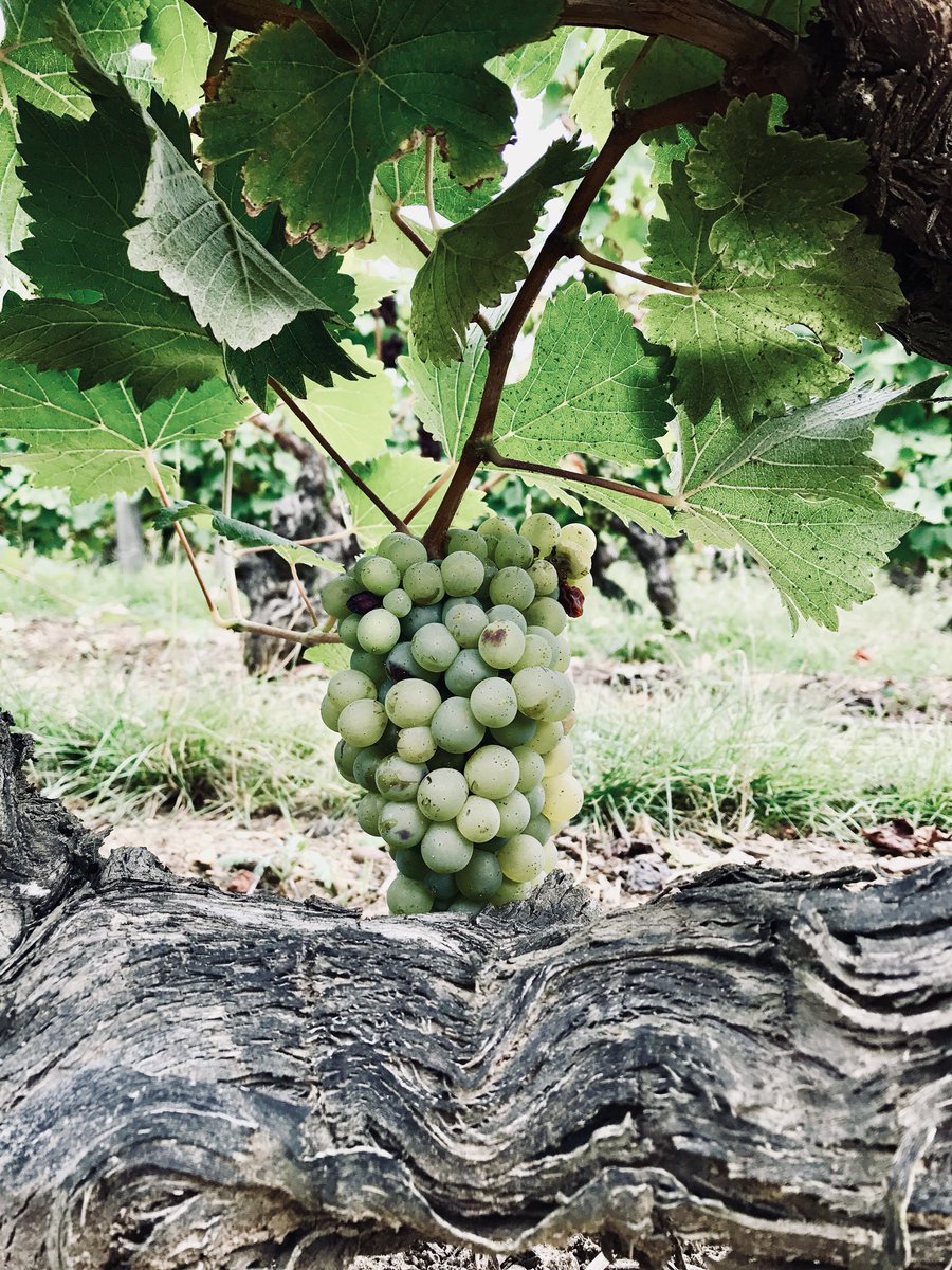 AntoineBMB's tweet photo. Balade dans les vignes et visites de caves dimanche dernier à l’occasion de #VVR17 🍇🍷 https://t.co/I470CqQ3I7