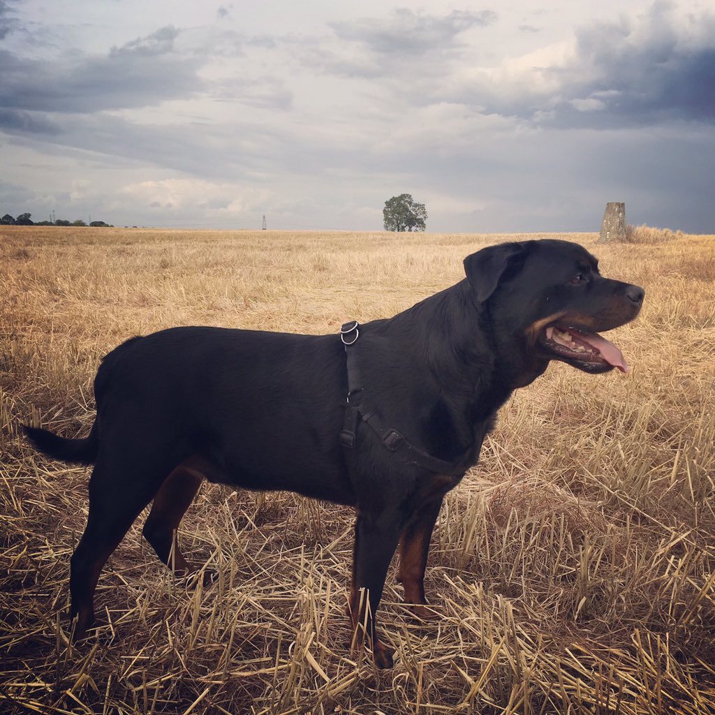 G_Waddy's tweet photo. @PetsatHome #VIPOct2017 Neville the @Rottweiler 😍 https://t.co/gVR0JoLWMC