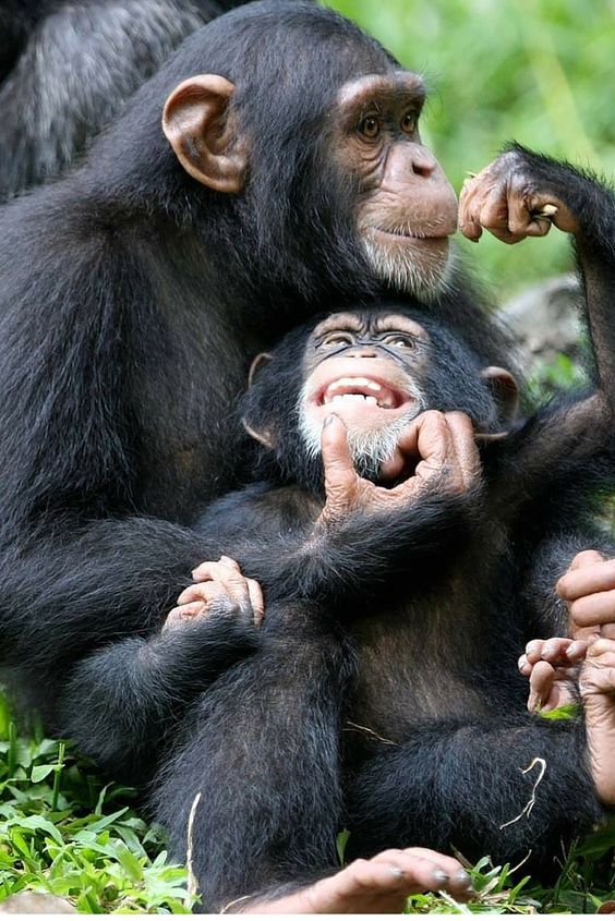 Accesssafaris's tweet photo. Amazing offer of visiting  #Nyungweforest #VolcanoesNP #Chimptrek,Canopy walk, #Gorillatrek &amp; Communitywalk in 5Days https://t.co/VfPprBFNvz https://t.co/2zsnodbiP4