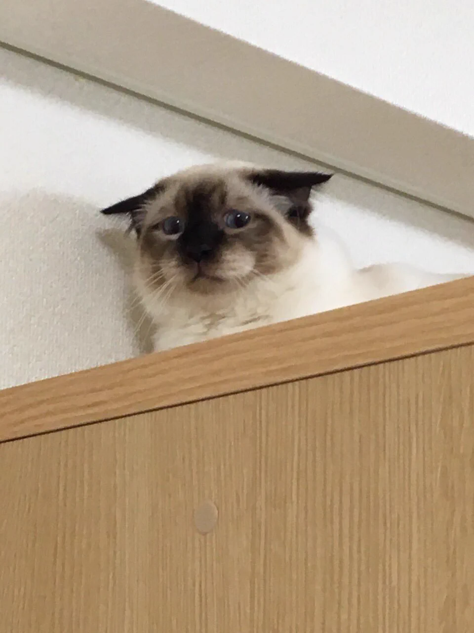 青いやつがあるせいでそちらにいけない猫が可愛すぎるww困った表情に注目！