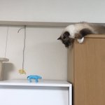 青いやつがあるせいでそちらにいけない猫が可愛すぎるw困った表情に注目!