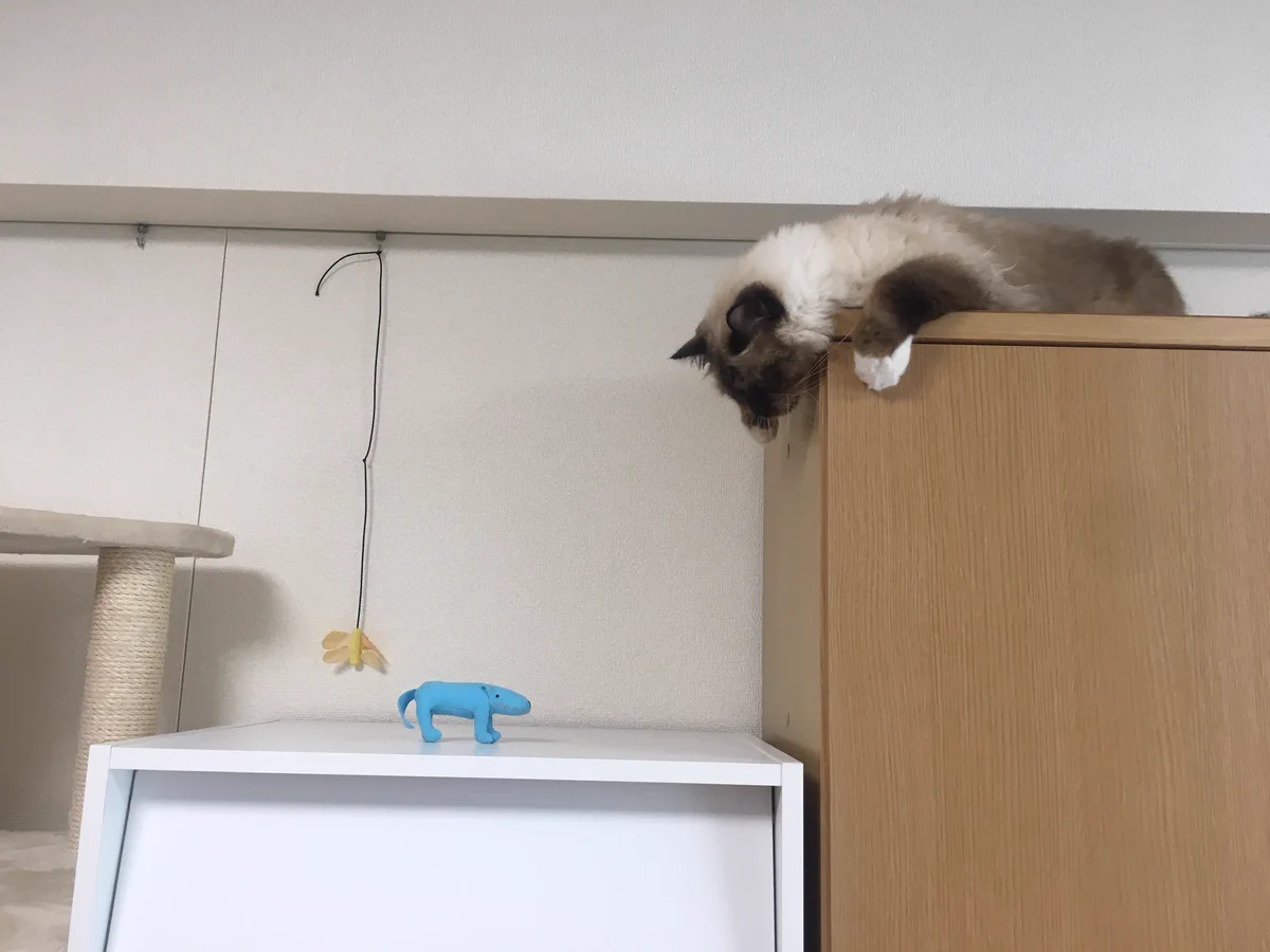 青いやつがあるせいでそちらにいけない猫が可愛すぎるww困った表情に注目！