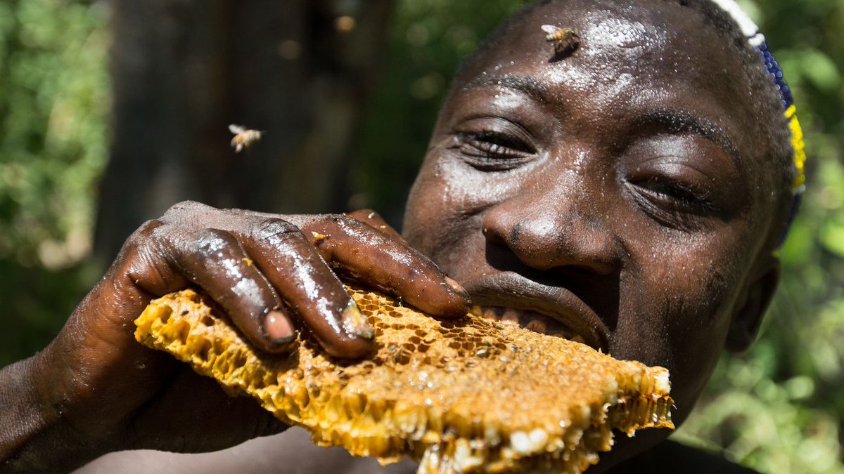 WholisticAngel's tweet photo. Is The Secret To A Healthier Microbiome Hidden In The Hadza Diet? https://t.co/eHfvpWKN8C https://t.co/mYa2cKTec5