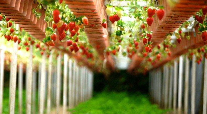 EurTowerAdvisor's tweet photo. What is AgriFood Tech? https://t.co/1JPdfDmTz0

#startup #tech https://t.co/eGy8lLZEMd