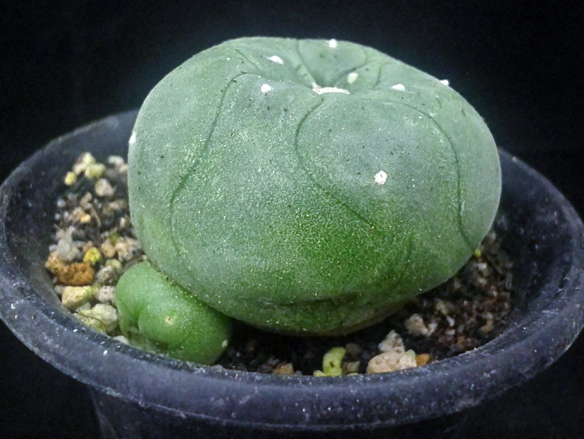 ブラウンマーケット 定期入荷のサボテンたち ３号鉢 各種650 10円 今回は比較的珍しい子たちが入荷しました 刺のない饅頭のような品種から煎餅みたいに薄い品種や世界地図みたいな模様の子などサボテンといっても十人十色 サボテン 多肉