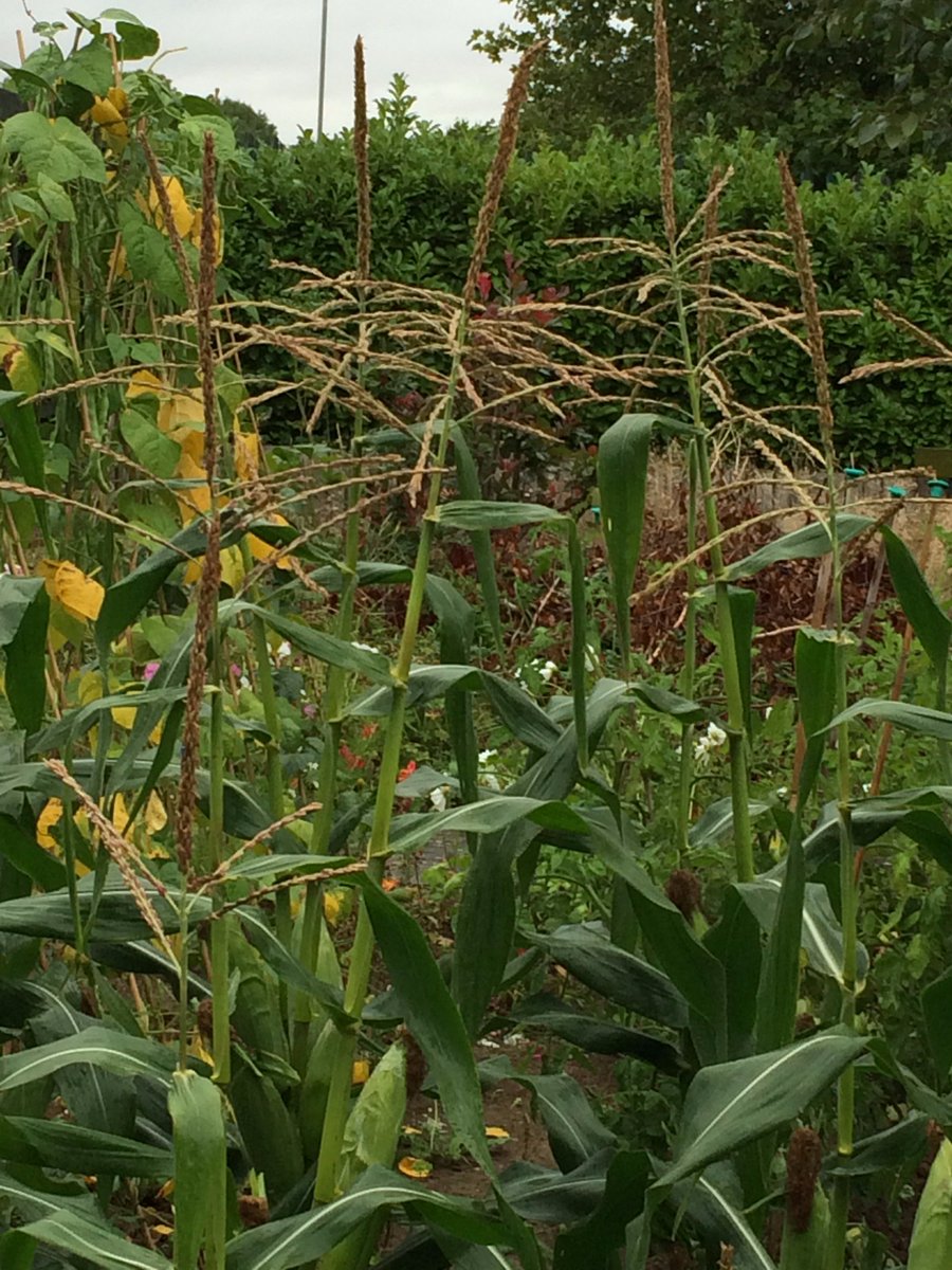 thymeZgrow's tweet photo. Milburn Road Garden is blooming after a summer break. Please show your support before noon on 6th Sept: https://t.co/6BY5e0m4tw https://t.co/KYlprEPbNj