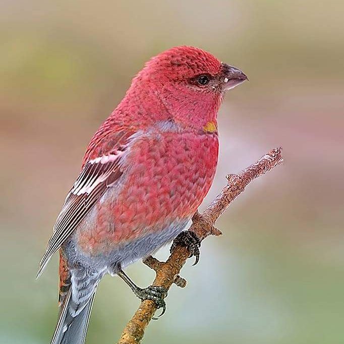 prash_the_great's tweet photo. Pink Grosbeak #beautiful #birds #birdsofinstagram #exquisite #flyingcreature 😍😍😍 https://t.co/9N7YP1S7Dd